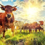 Innovations in Livestock Farming: Pioneering the Future of Agriculture