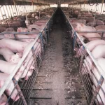 U.S. Environmental Protection Agency Contemplates Strengthening Regulation of Livestock Farm Pollution