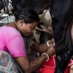 Nourishing the Future: Bangladesh Enhances Nutrition through Livestock Production Initiatives