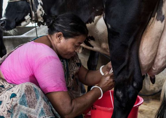 Nourishing the Future: Bangladesh Enhances Nutrition through Livestock Production Initiatives