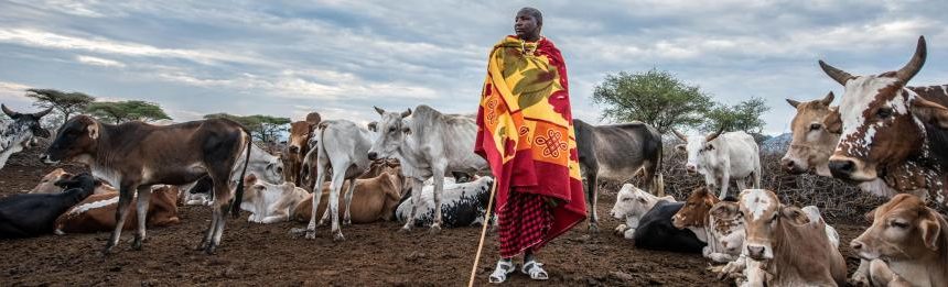 Advancements in Livestock Farming: Nurturing Sustainable Agriculture